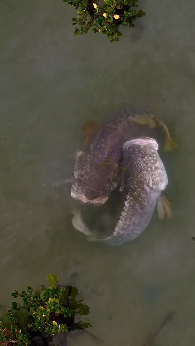 Mangroven in Bali – warum die geheimnisvollen Wurzelwälder u