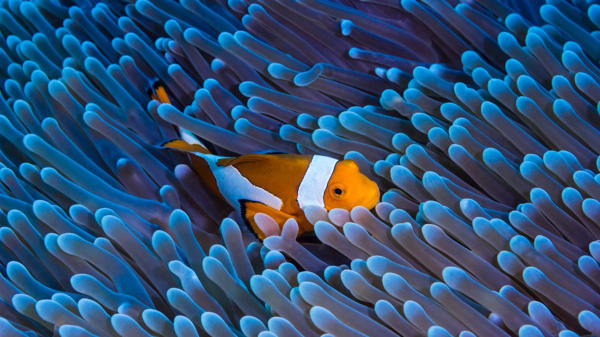 Captains of the Sea Collection