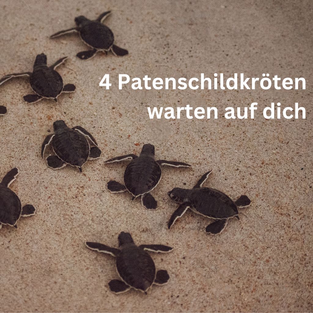 Schmuck Adventskalender - "Schildkrötennest" - Edelstahl/Messing