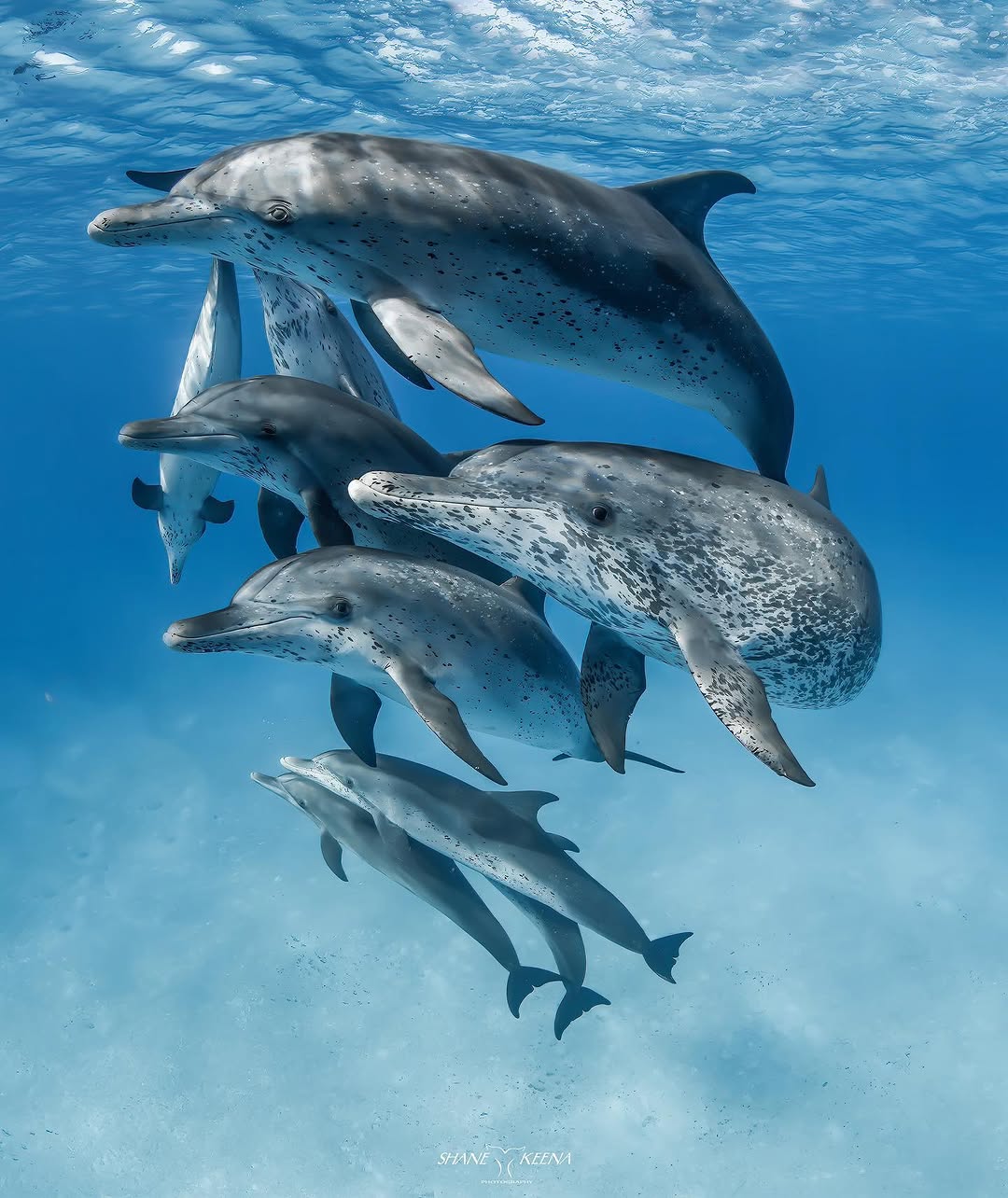 Delfine: Warum die klügsten Tiere im Ozean unsere Hilfe brau